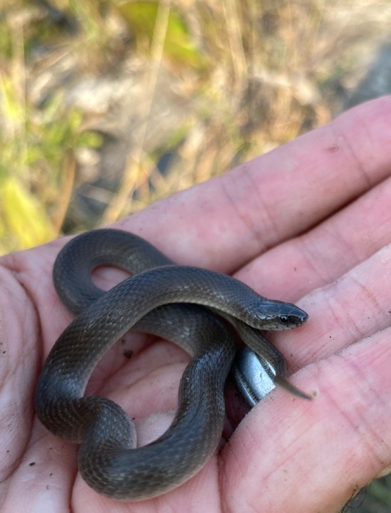 Smooth Earth Snake